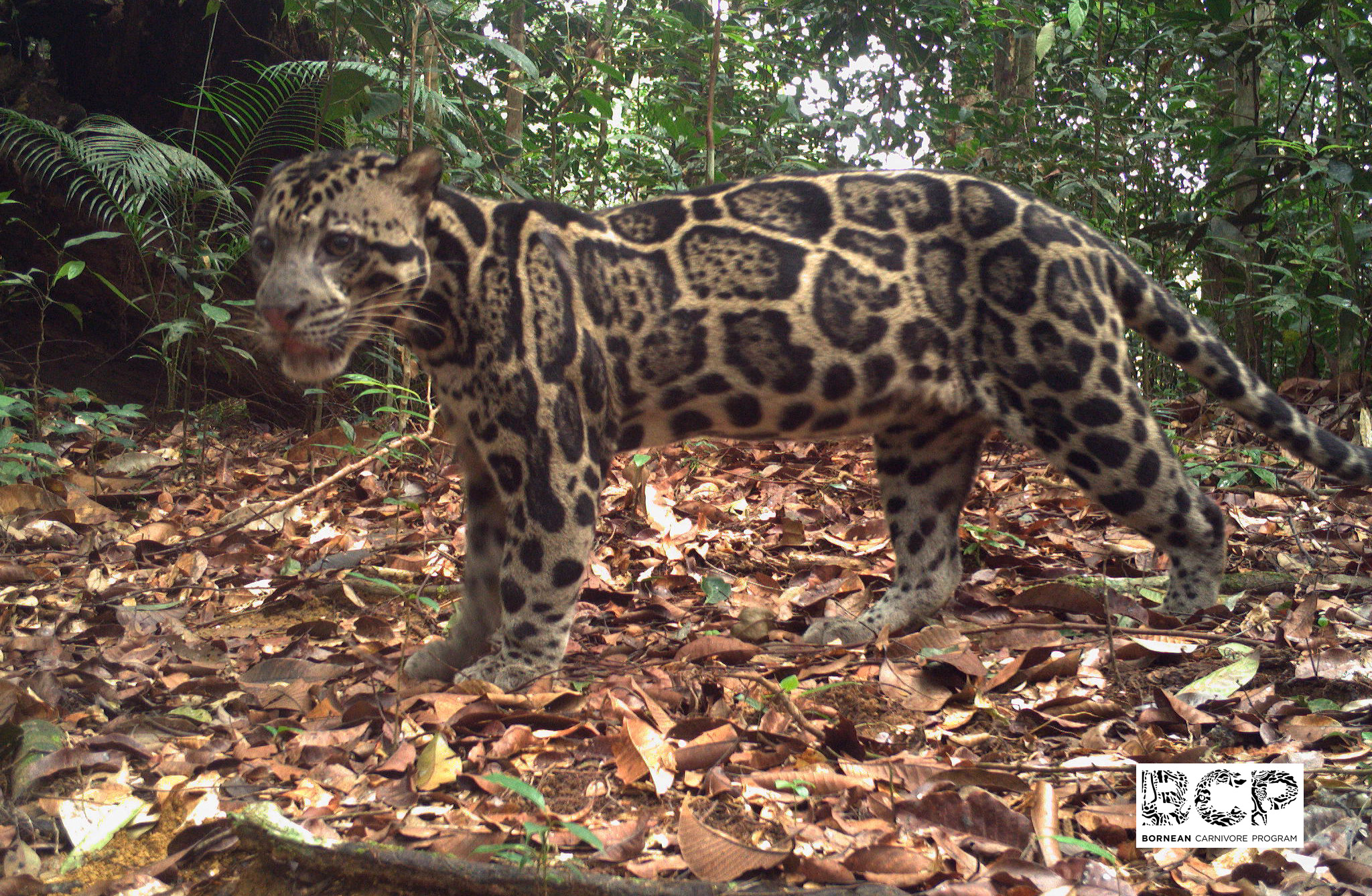 Sunda-clouded-leopard2_BCP_WildCRU.JPG